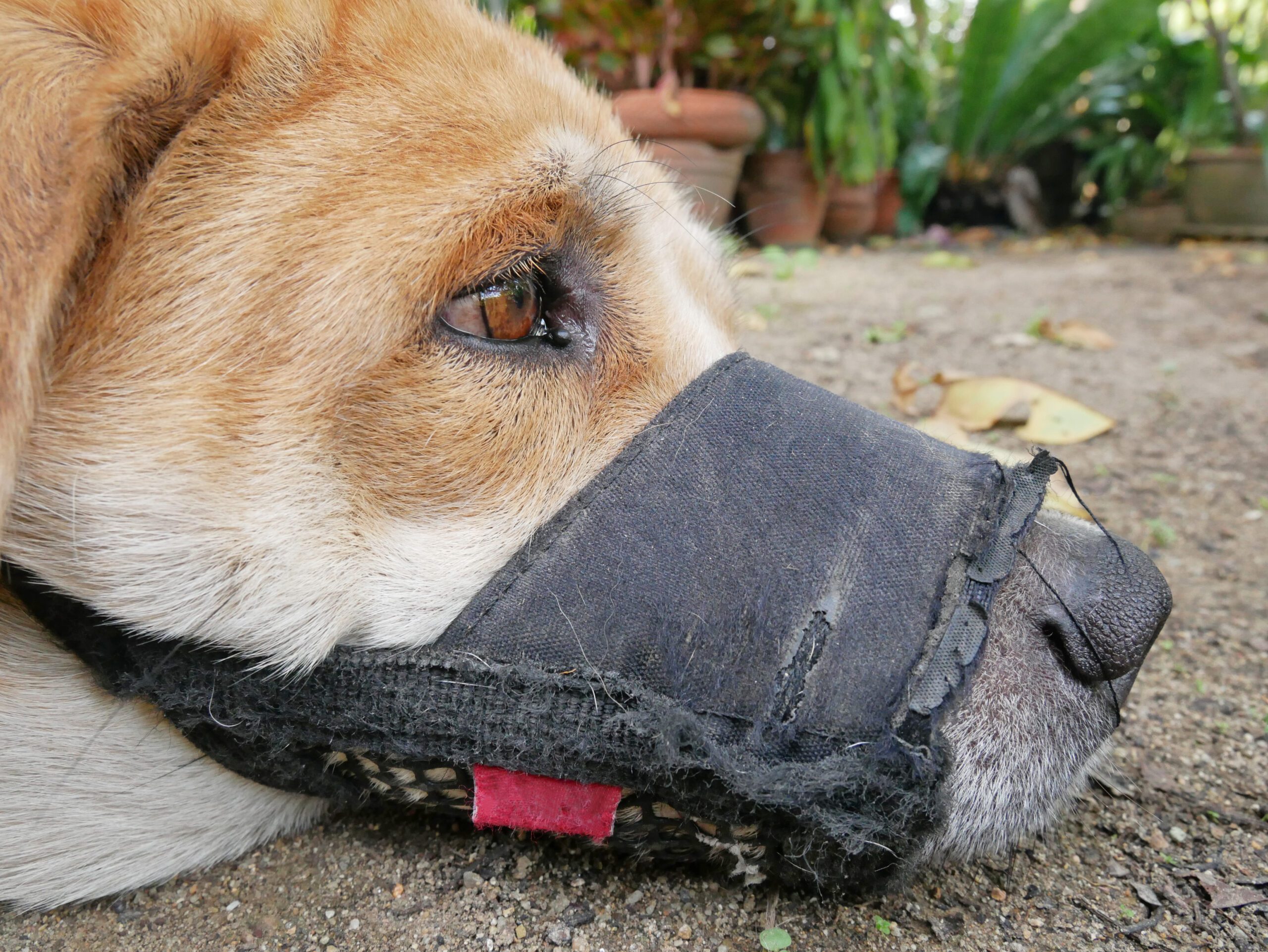 a sad brown labrador dog wearing a black fabric muzzle lying on the ground