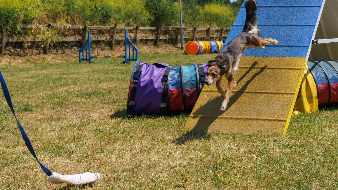 Dog running down agility slope