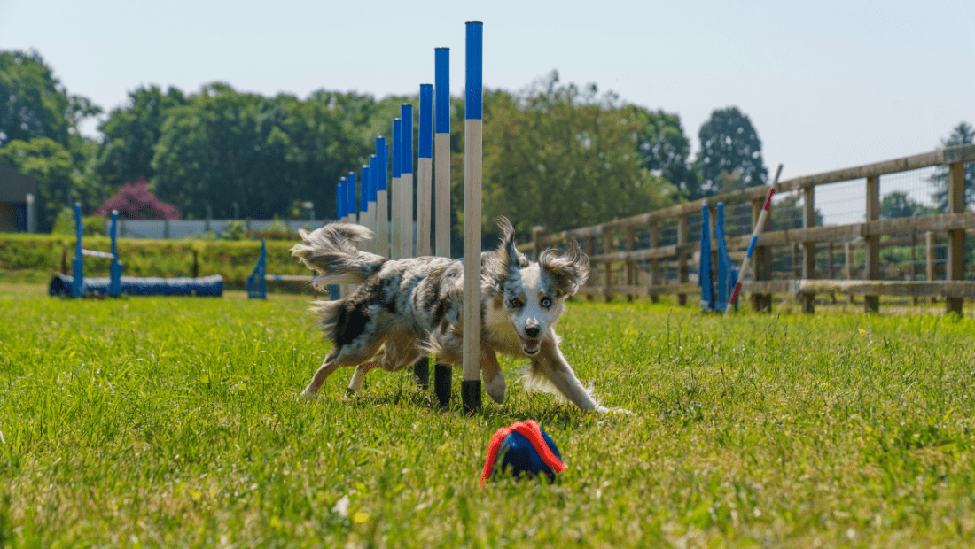 Collie dog running between poles