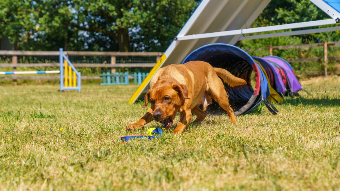 Labrador exiting agility tunnel