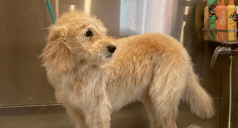 mix breed ready to be groomed