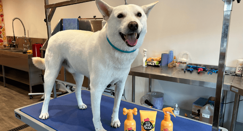 korean jindo smiling on the the grooming table