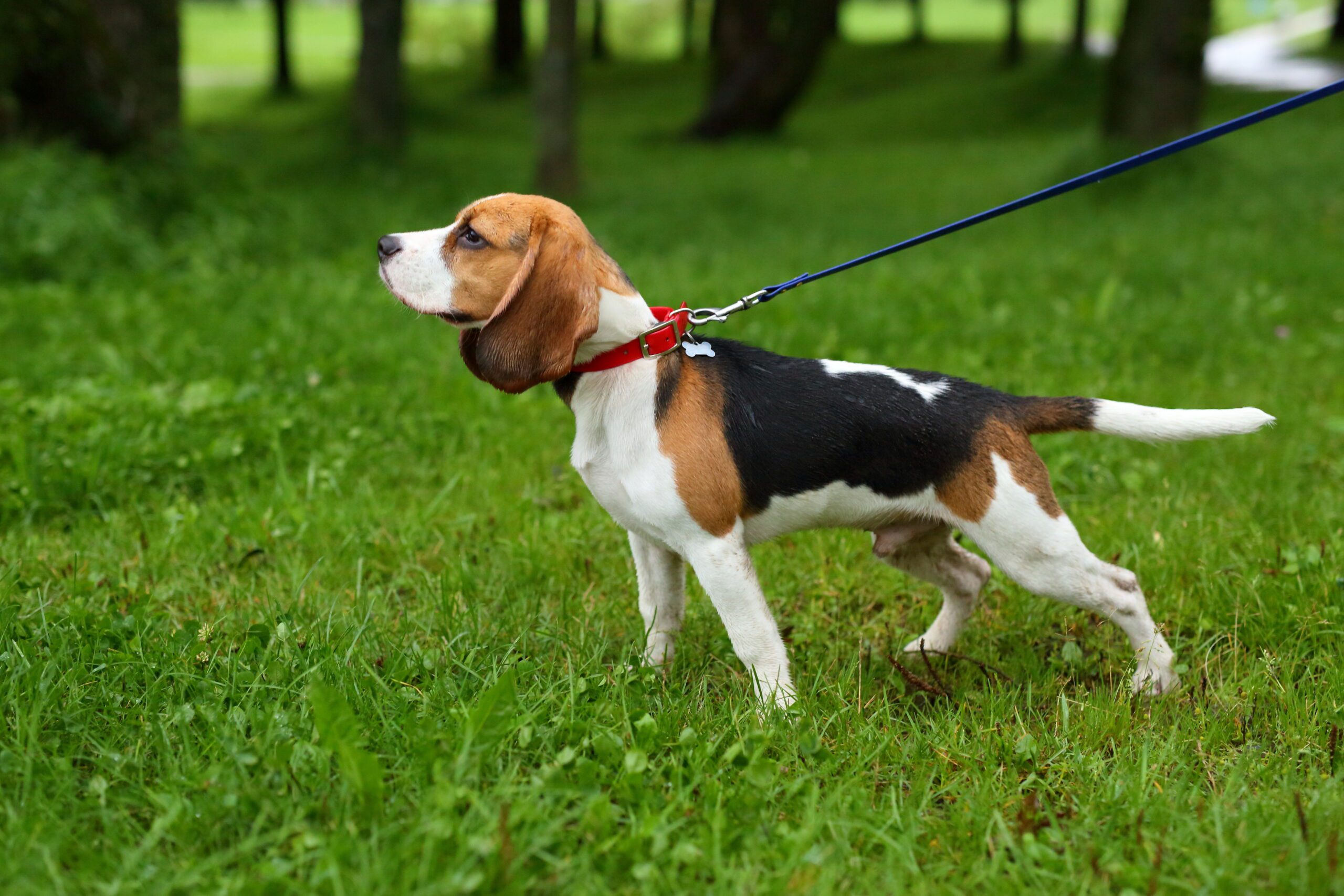 Beagle pulling on the lead by collar