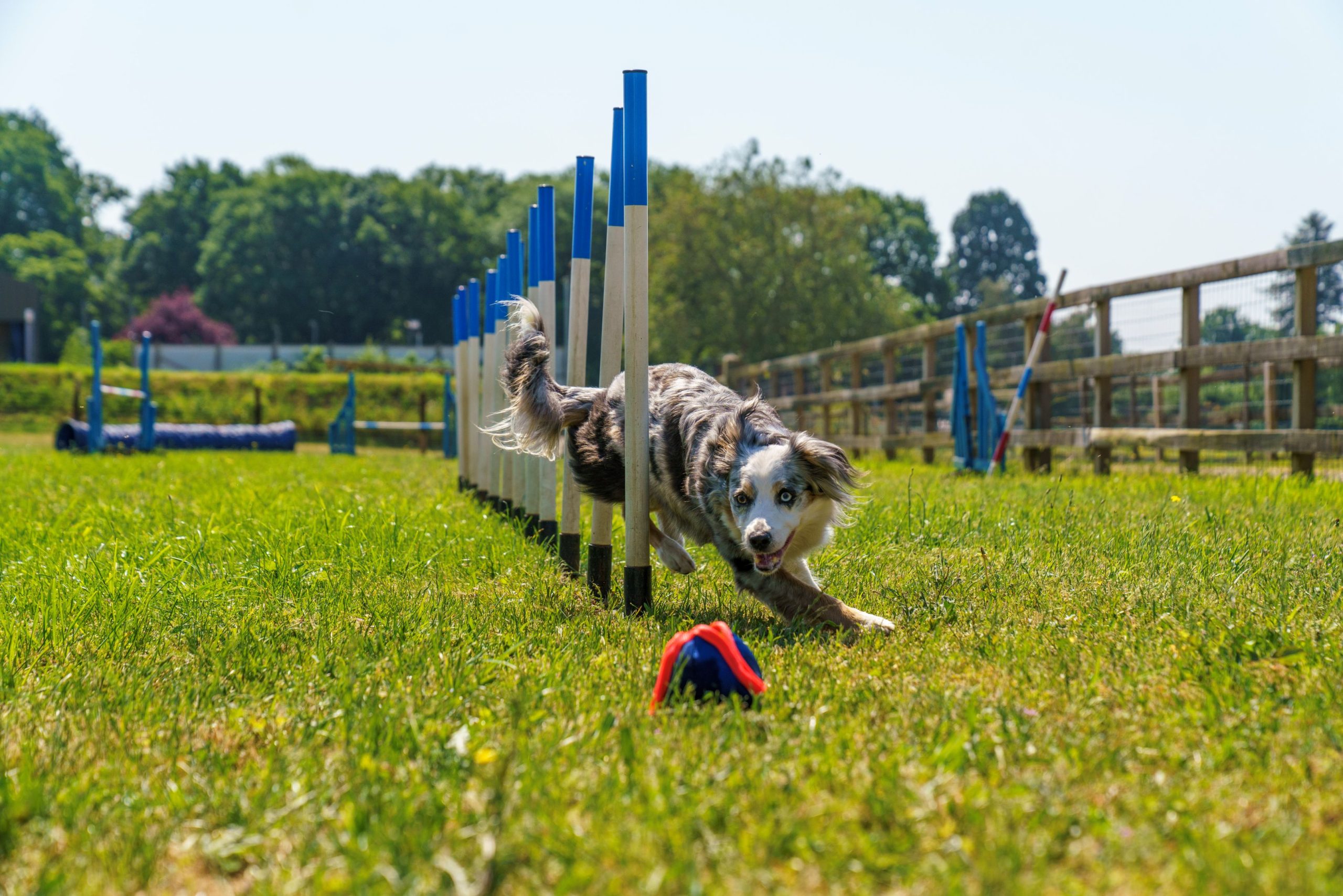 Dog doing agility tricks at company of animals pet centre