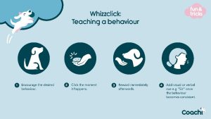 Coachi Whizzclick dog training infographic demonstrating behaviour-teaching steps: encourage behaviour, mark with a click, reward afterwards, and introduce a verbal cue like ‘sit’.