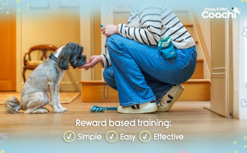 Dog being rewarded with treat during reward-based training session, showing positive reinforcement as simple, easy and effective.