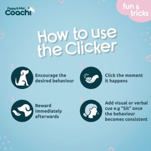 How to use a dog training clicker with four steps: encourage behaviour, click the moment it happens, reward afterwards, and add a verbal cue like ‘sit’.