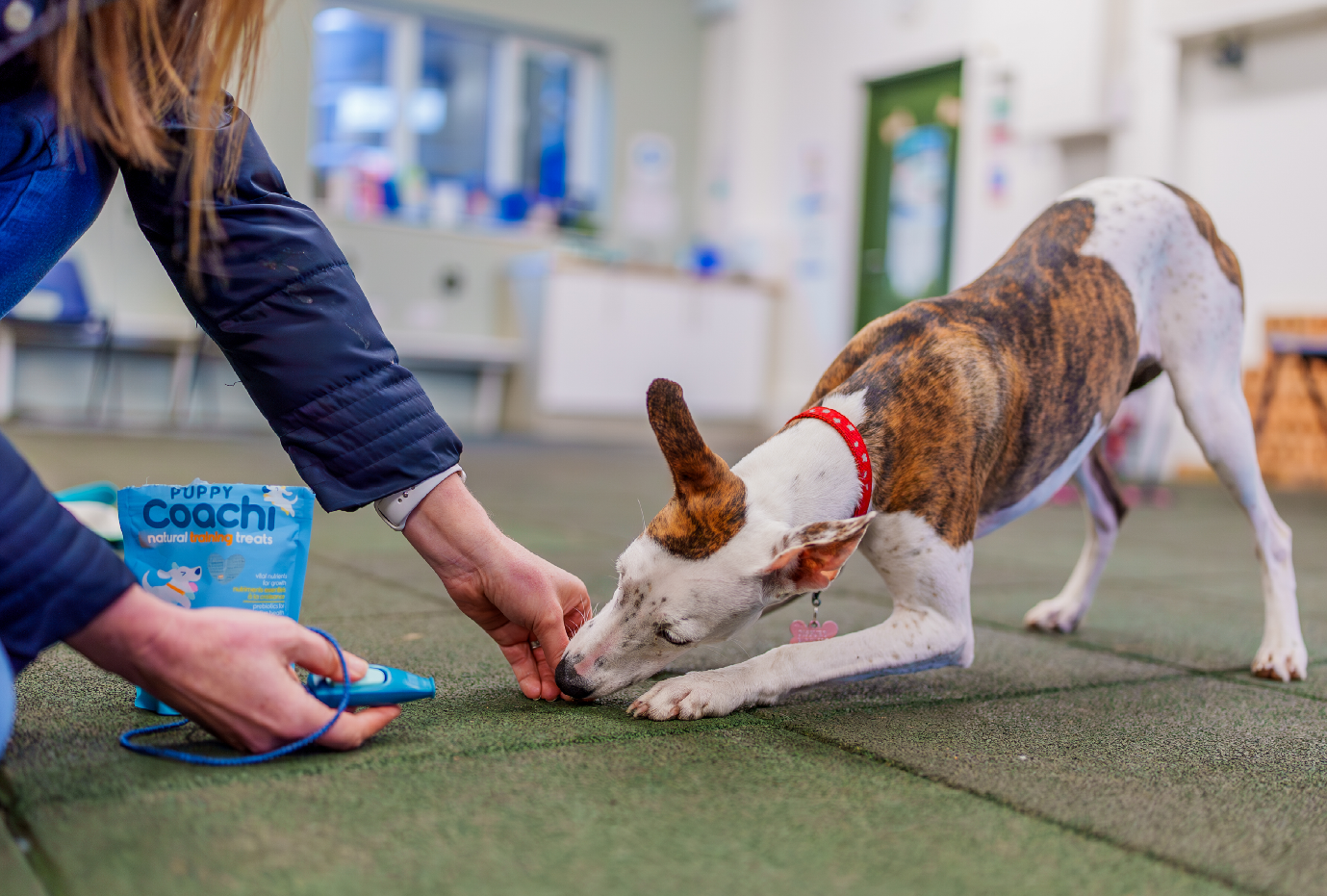 Owner using a clicker and rewarding a dog with treats during an indoor training session- The clicker training.