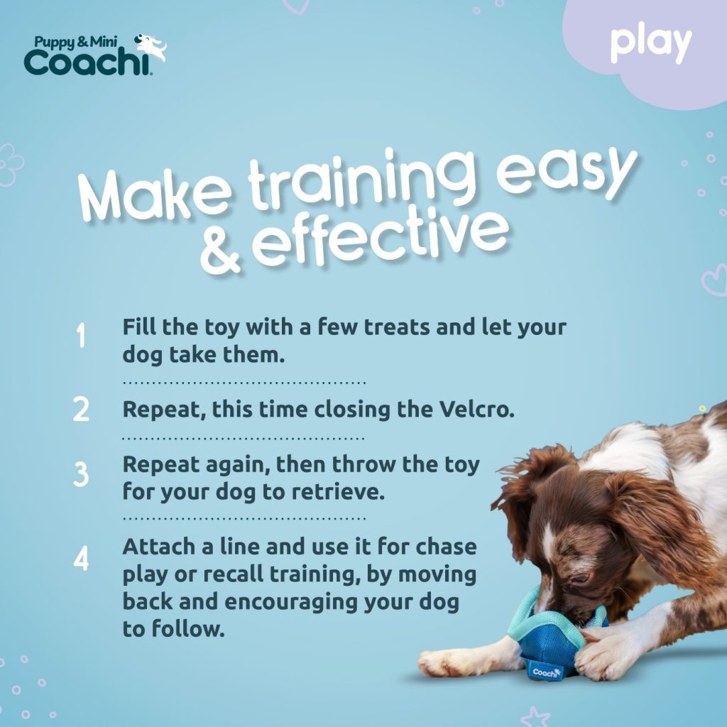 Puppy using a Coachi training toy during reward-based play and recall training.