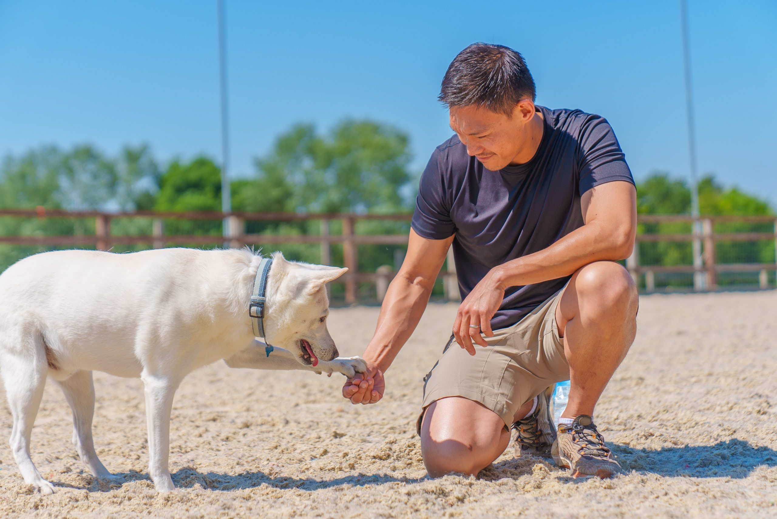 Dog offering its paw to a trainer during a reward-based training session outdoors, demonstrating positive reinforcement with a Coachi training treat.