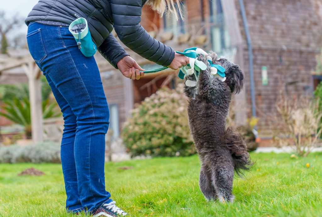 Dog playing tug-of-war with a handler using a Coachi interactive training toy outdoors, reinforcing positive, reward-based dog training.