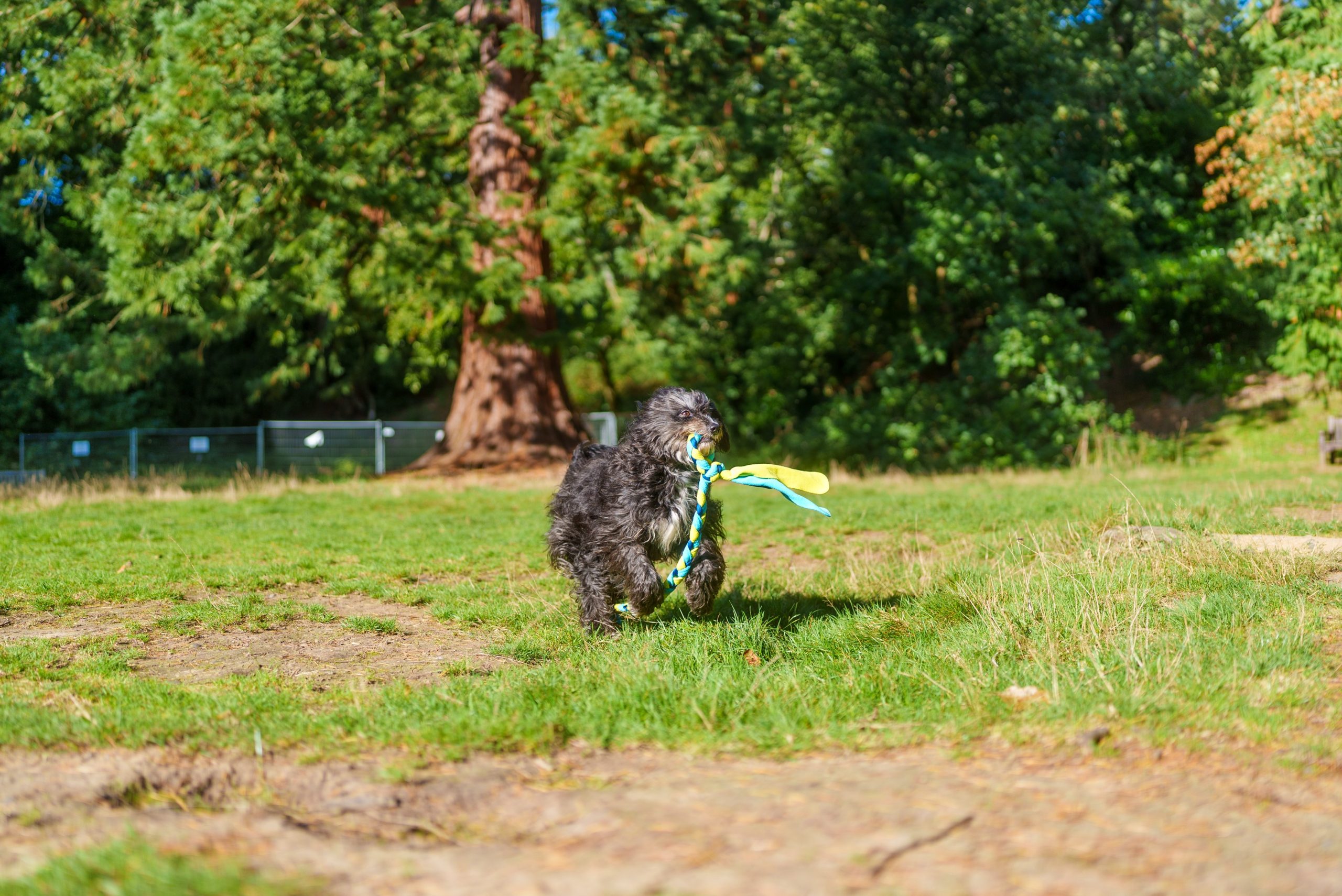Dog running back across a grassy park carrying a Coachi reward toy, demonstrating fast recall response during off-lead training.