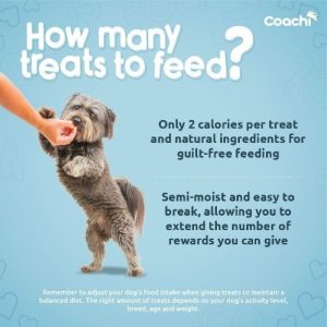 A dog being given a treat with guidance on feeding Coachi treats: 2 calories per treat, natural ingredients, and semi-moist texture for easy rewarding.