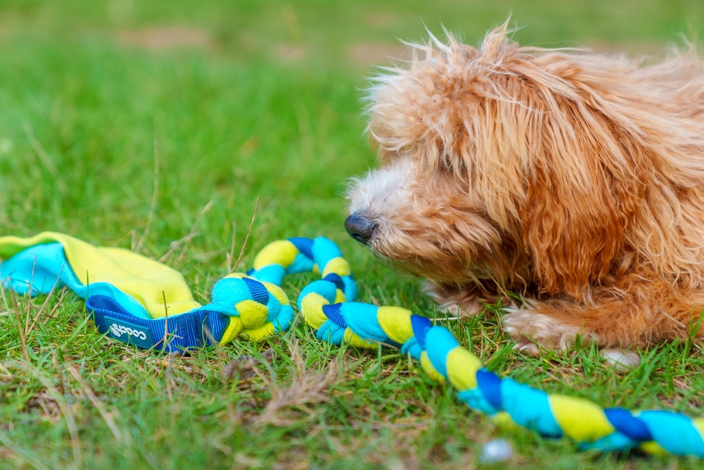 A fluffy puppy lies in the grass, calmly focused on its Coachi training tug toy, demonstrating how toys can be used for mental stimulation.