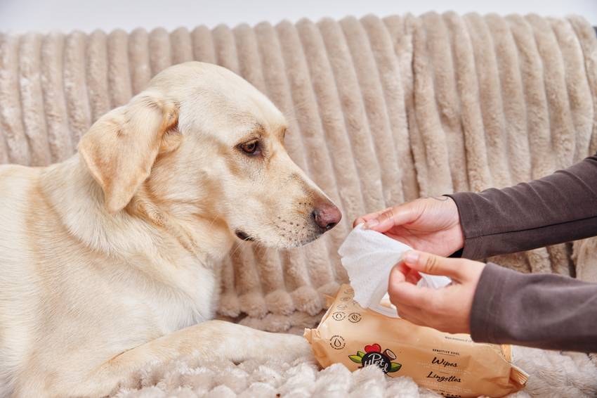 Dog being gently cleaned with sensitive skin dog wipes during a calm grooming routine at home.