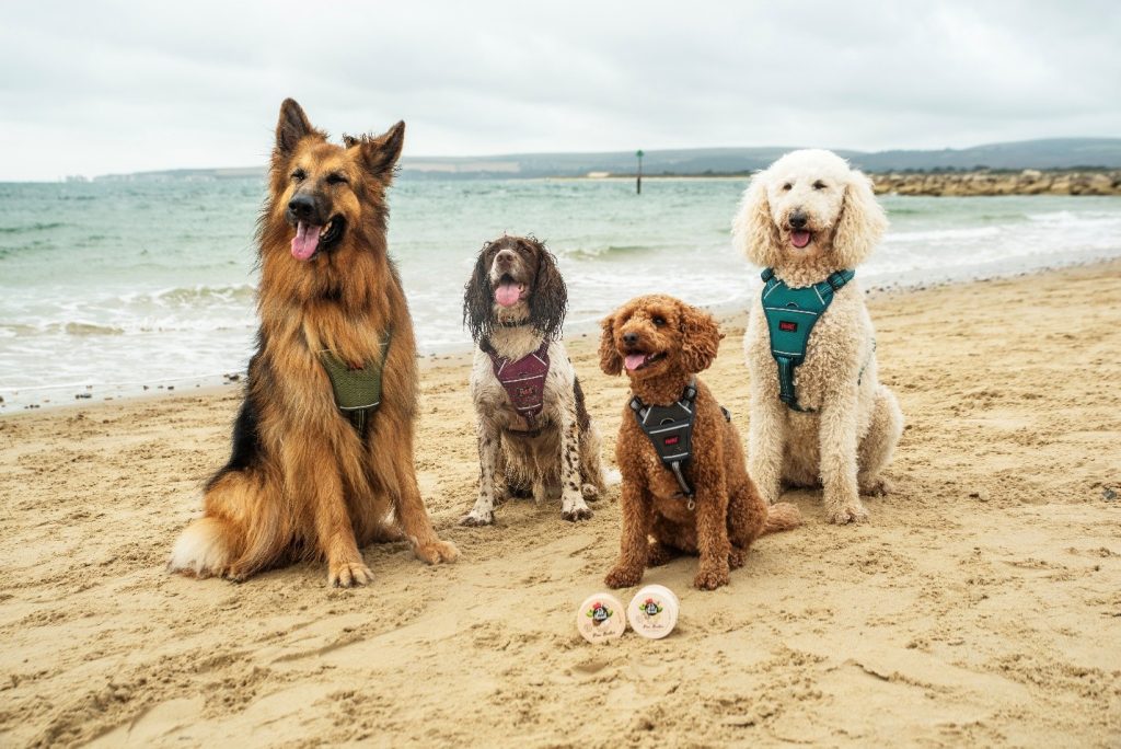 A German Shepherd, Springer Spaniel, Poodle, and Goldendoodle sitting on a sandy beach with Pet Head natural paw butter tins in the foreground.