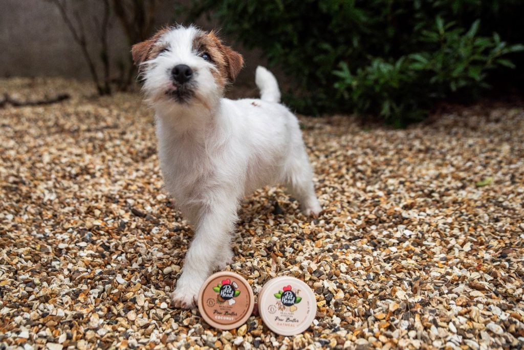 A Jack Russell Terrier puppy standing on abrasive gravel next to tins of Oatmeal and Coconut fragrance dog paw protection.