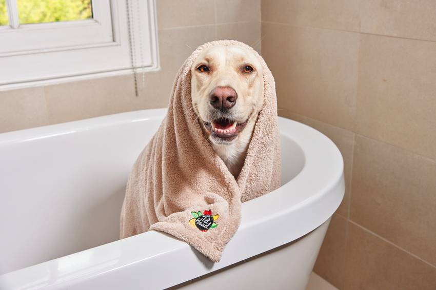 A smiling yellow Labrador Retriever sitting in a white bathtub wrapped in a beige Pet Head branded towel after a bath.