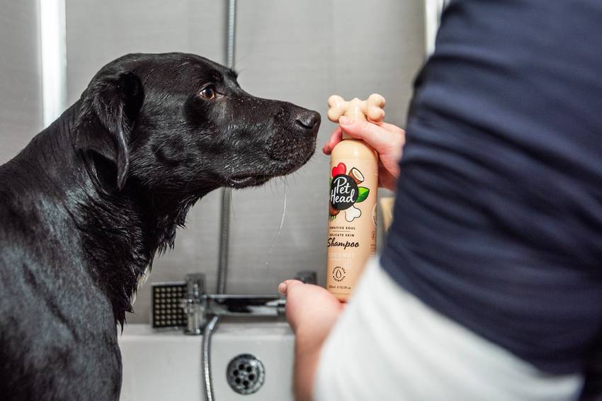 A wet black Labrador Retriever sniffing a bottle of Pet Head Sensitive Soul Coconut Dog Shampoo during a bath in a white tub.