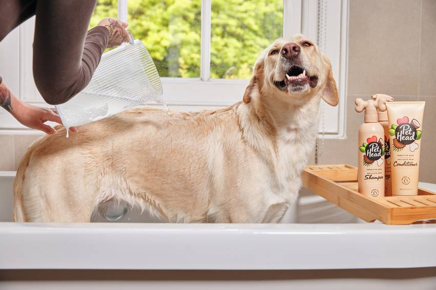 A happy yellow Labrador being rinsed with water from a jug in a bathtub next to a bamboo tray holding Pet Head shampoo and conditioner for sensitive skin.