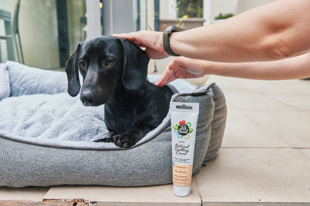 A black Dachshund in a dog bed next to a tube of Pet Head Oatmeal Soothing Cream for general dog skincare.