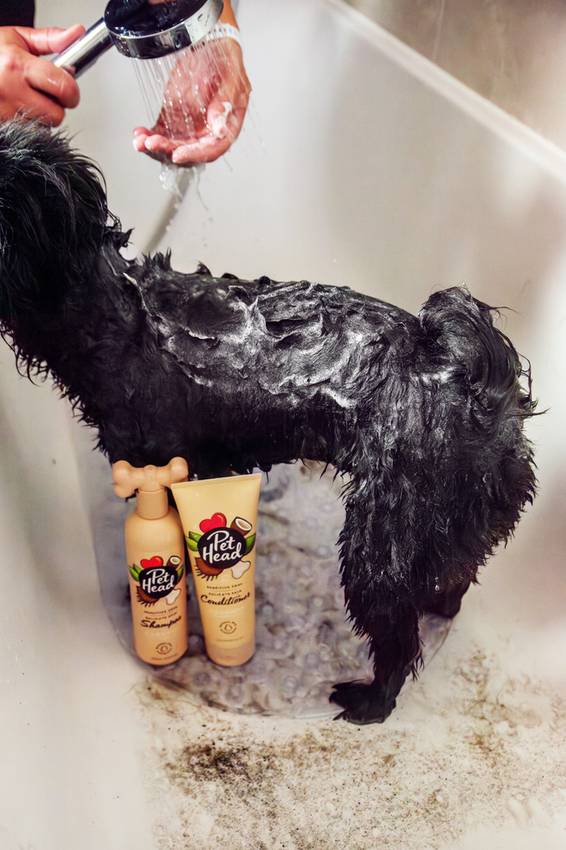 A small black dog with a soapy lather on its coat being rinsed with a shower head, with Pet Head sensitive skin shampoo and conditioner bottles nearby.