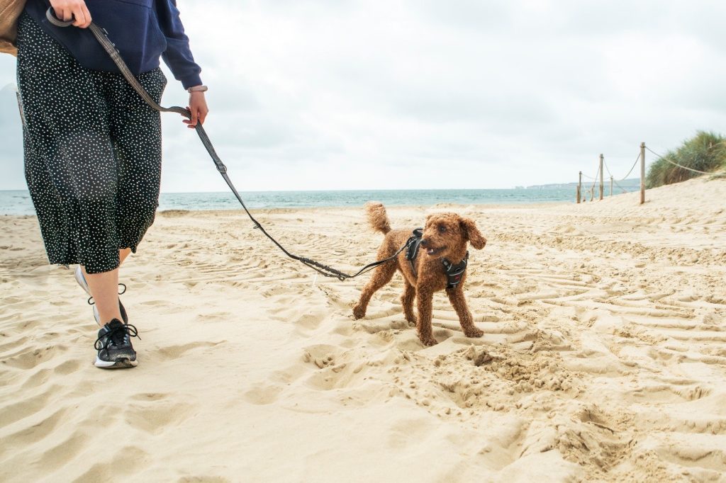A person walks a small curly-haired brown dog on a leash across a sandy beach. The dog wears a harness and looks alert, with the ocean and cloudy sky in the background.