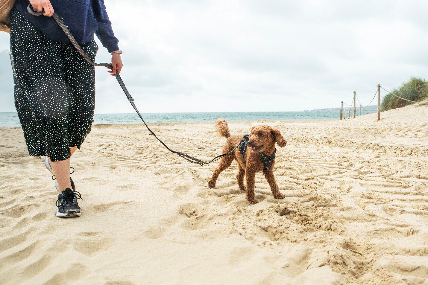 A person walks a small curly-haired brown dog on a leash across a sandy beach. The dog wears a harness and looks alert, with the ocean and cloudy sky in the background.
