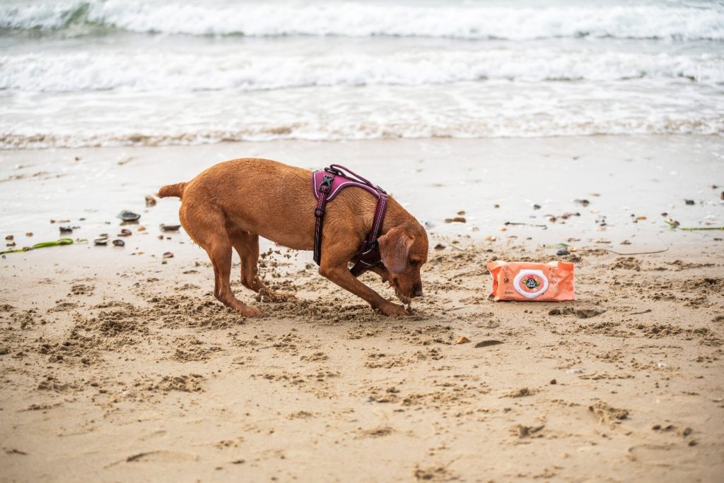 Brown dog digging in the sand at the beach next to a pack of Pet Head wipes.