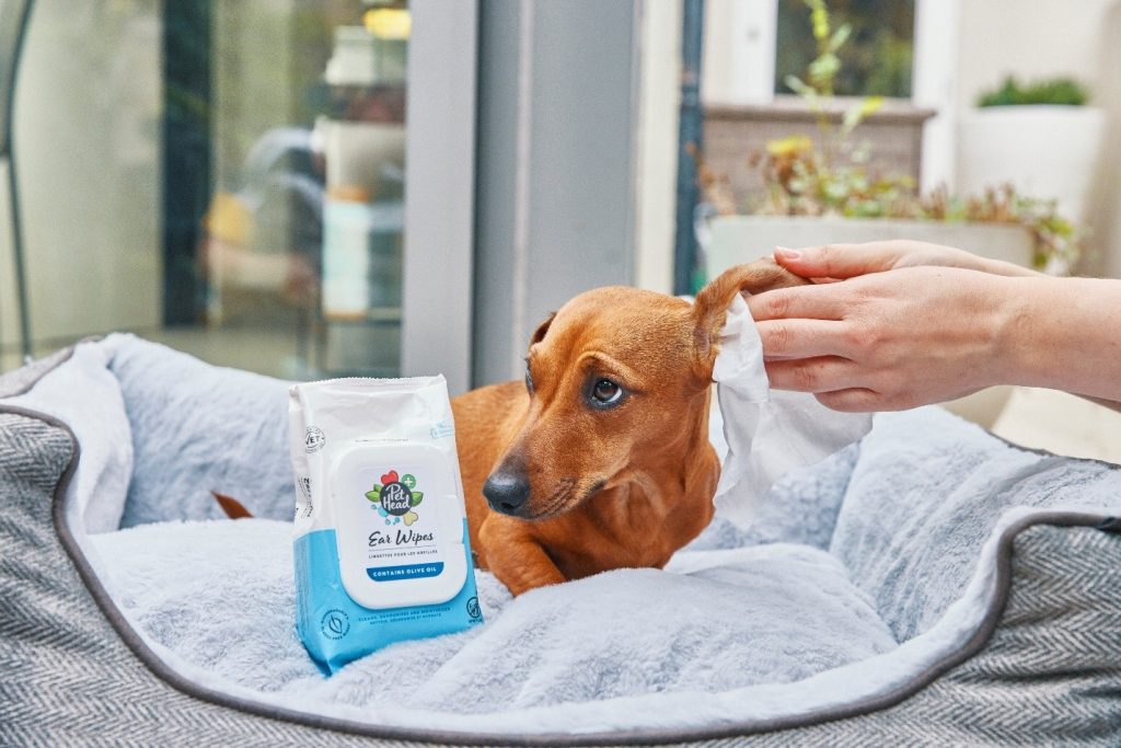 Cleaning the outer ear flap of a Dachshund using Pet Head Ear Wipes