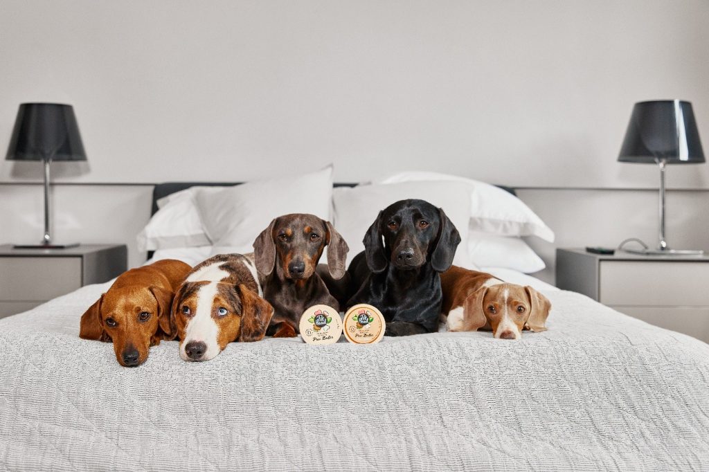 Five Dachshund dogs of various colors lying on a bed with two tins of Pet Head paw butter for nourishing puppy paws and noses.