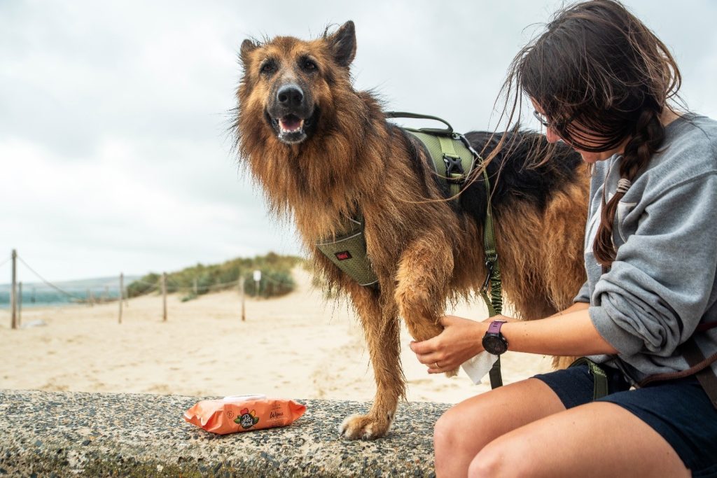 Owner cleaning German Shepherd's paws with dog wipes after a walk to remove salt and grit.