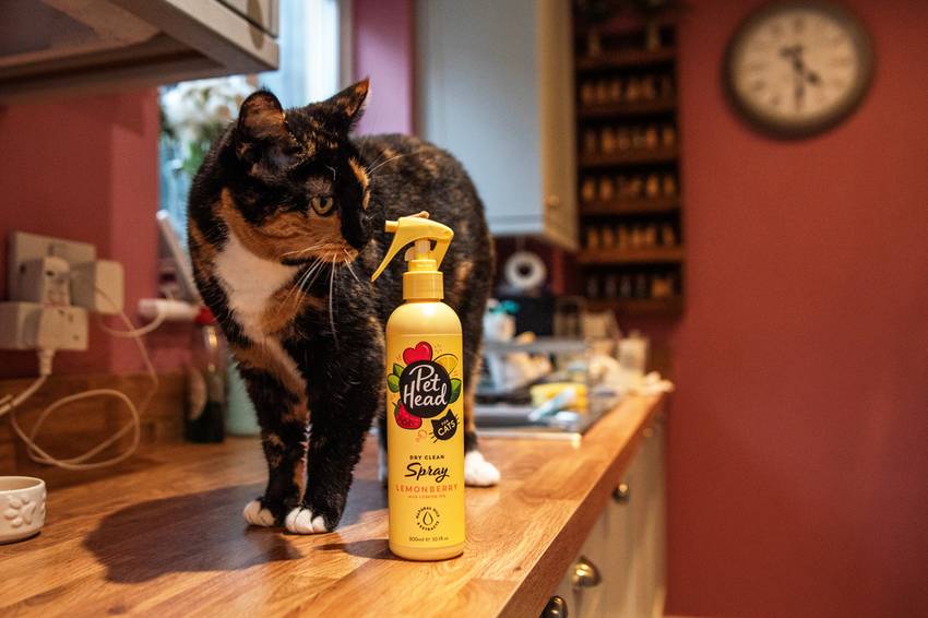 Tortoiseshell cat standing on a kitchen counter next to Pet Head Dry Clean Spray