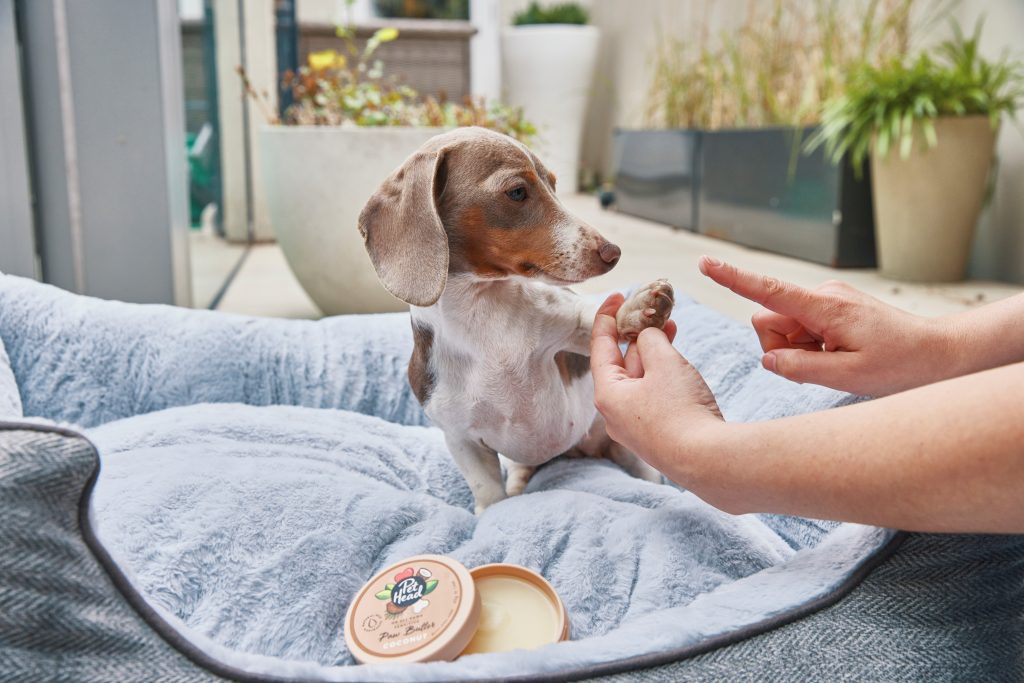 Applying Pet Head Paw Butter to a pet's paw pad to soothe dry skin