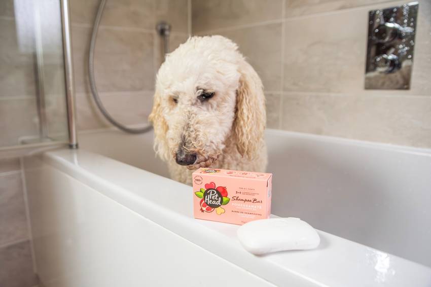 Standard Poodle in a bath looking at a Pet Head Pomegranate 3-in-1 dog shampoo bar for sustainable cleansing.