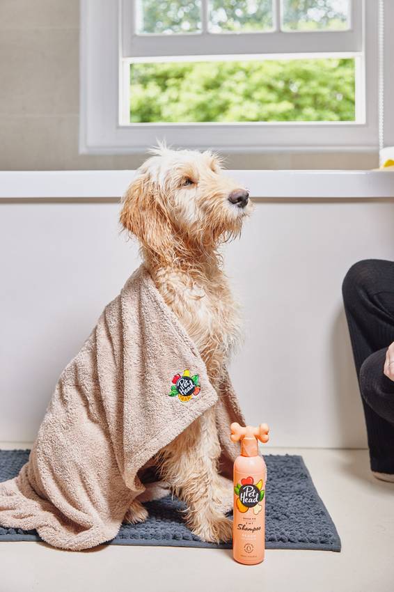 Wet Labradoodle wrapped in a towel sitting next to a bottle of Pet Head Quick Fix 2-in-1 dog shampoo after a bath.