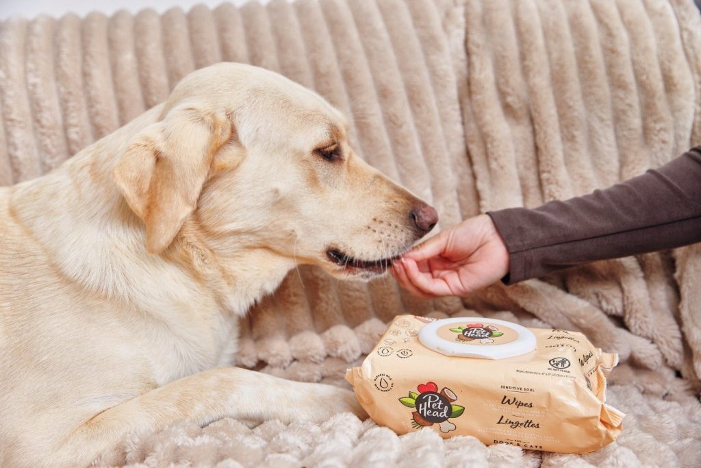 Yellow Labrador Retriever sitting on a sofa next to Pet Head Sensitive Soul wipes.