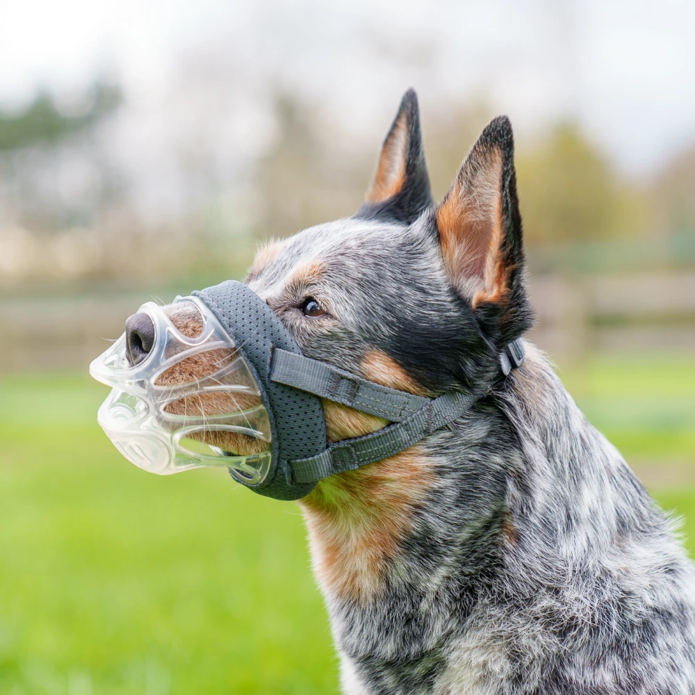 The Best Dog Muzzles of 2026