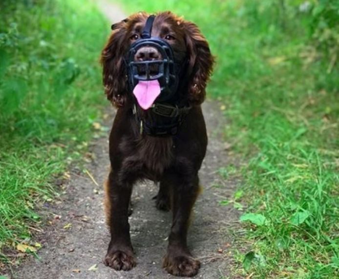 A brown Spaniel standing on a woodland path wearing a black Baskerville basket muzzle, showing its tongue through the gaps to demonstrate panting.