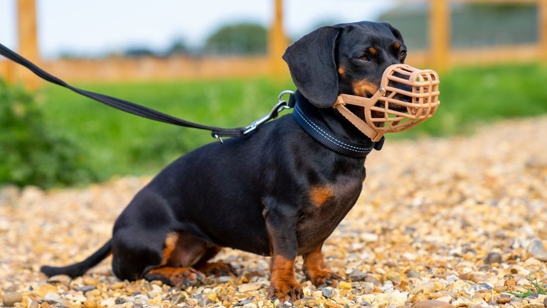 how to stop puppy from biting