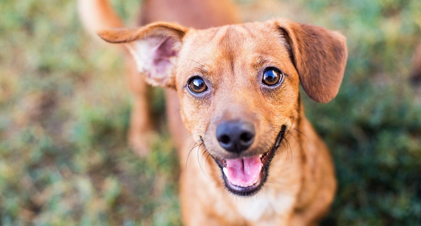 A dog smiling in a field