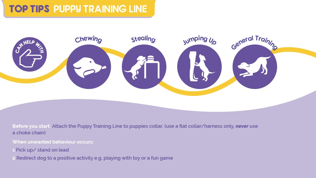 Top tips for using the Company of Animals Puppy Training Line