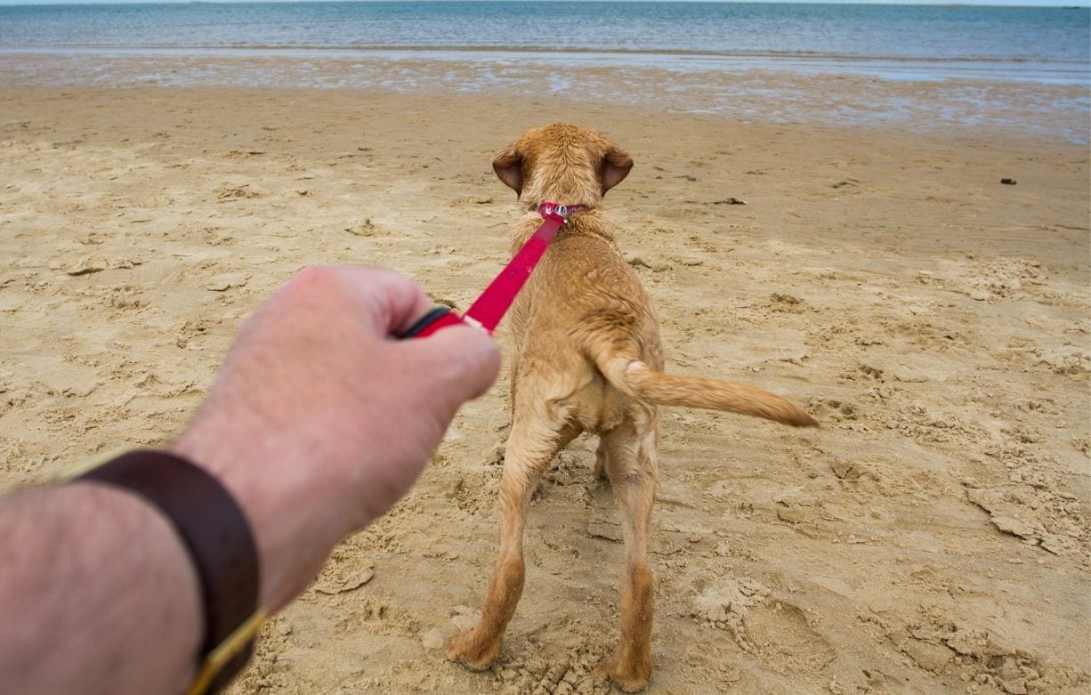 How to stop your dog pulling on the lead