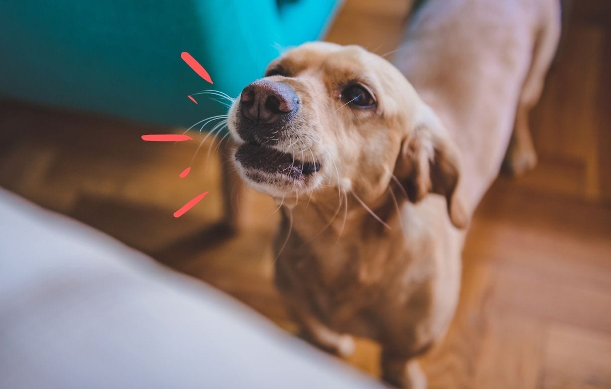 why do dogs bark