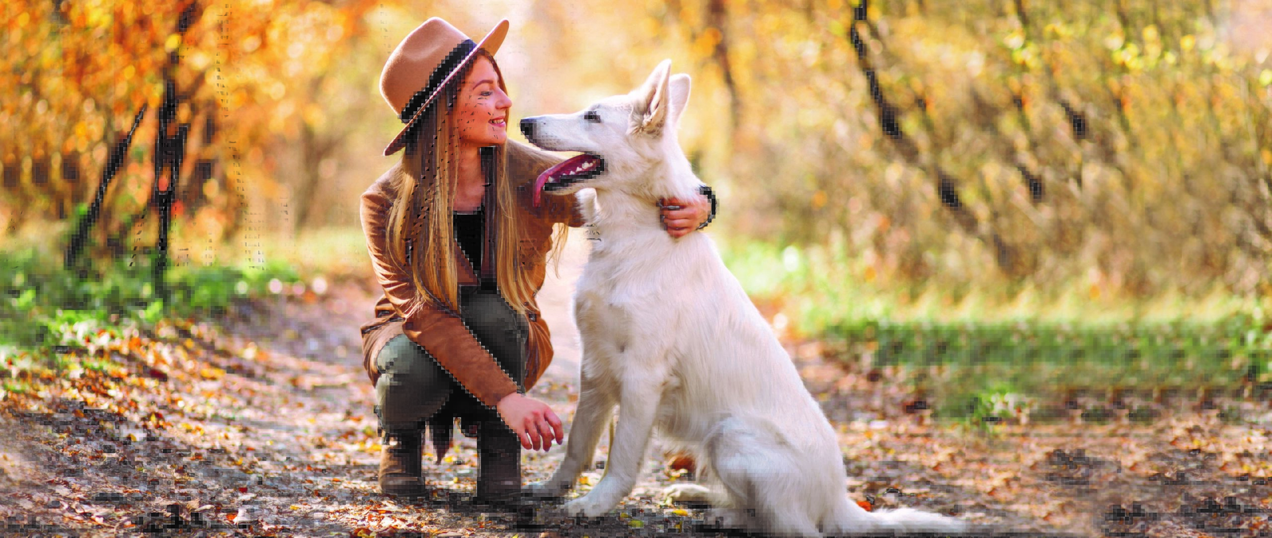 Pet corrector banner