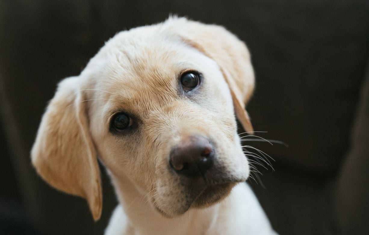 Puppy behavior