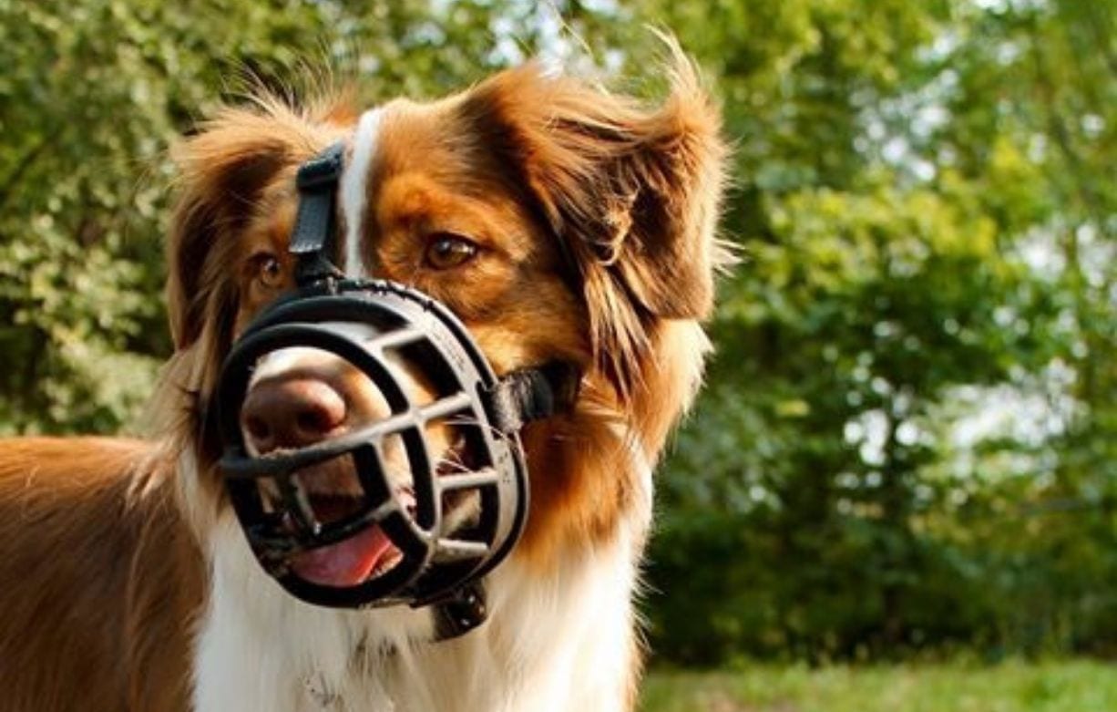 happy dog wearing a muzzle