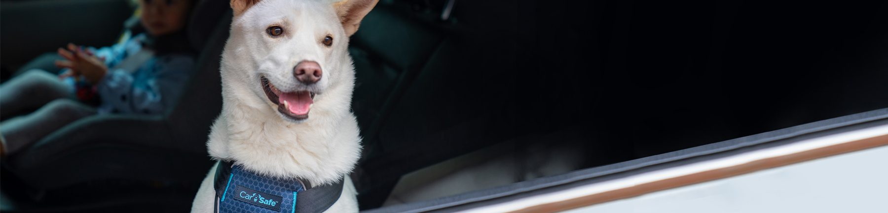 Happy dog secure in car by harness