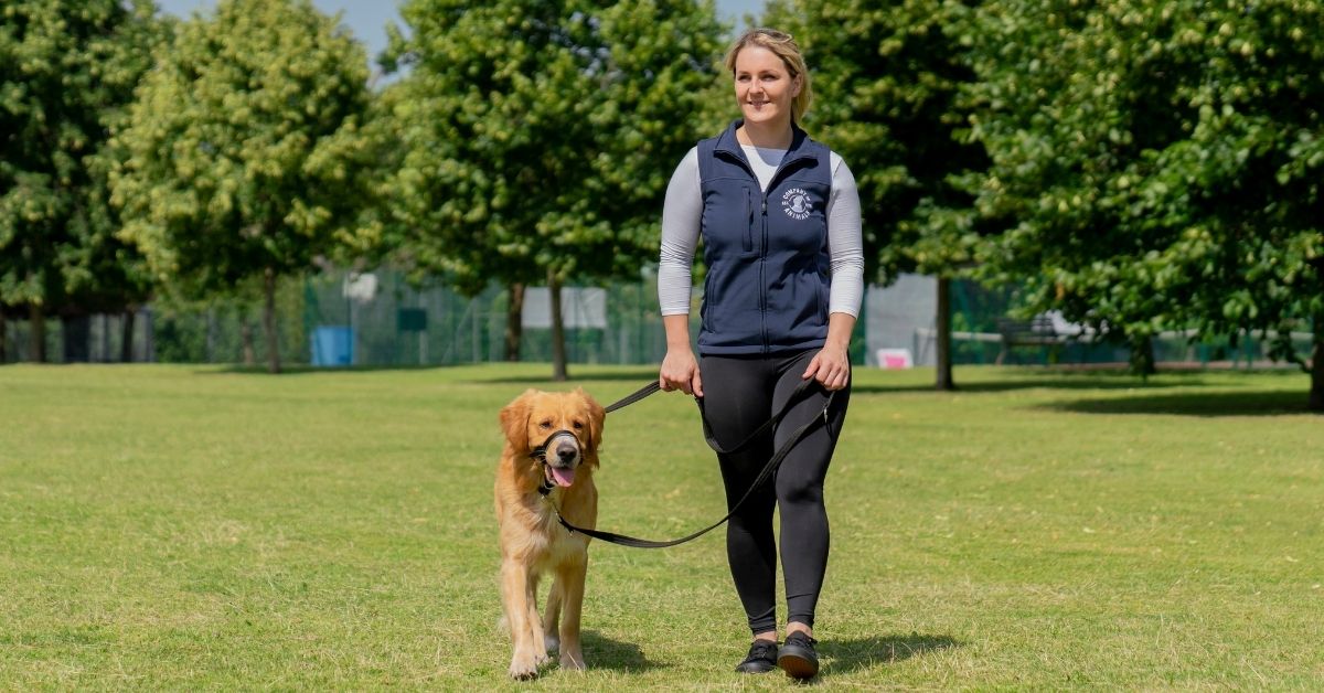 a company of animls trainer takes a labrador round a lead using the halti headcollar