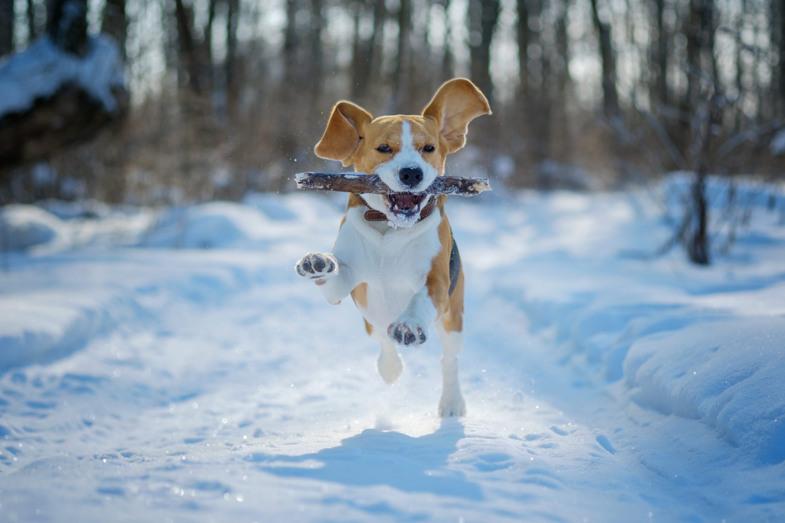 Dog behavior problems